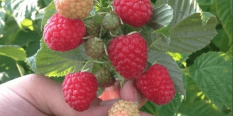 Malina lučna: opis sorte, prinos, sadnja i njega, visina